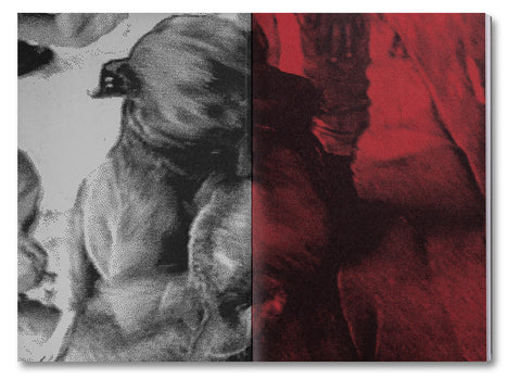 Desatar Amores Perros