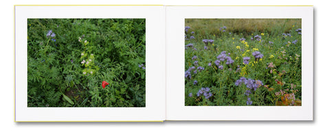 The Triple Folly - MACK