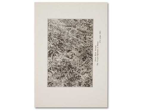 The things of the world are true / Somersault Special Edition - MACK