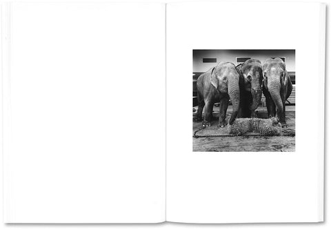 The Shabbiness of Beauty - MACK