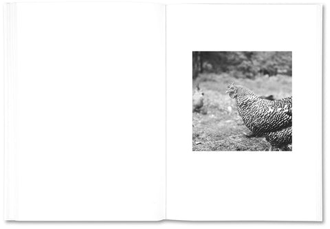 The Shabbiness of Beauty - MACK